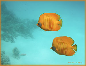 undervandsbillede 1